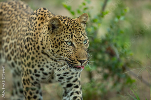 A female leopard hunting in the tall grass of africa