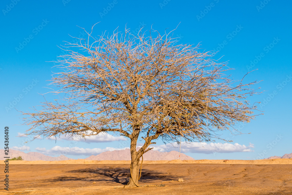 Dried tree on blue sky.
