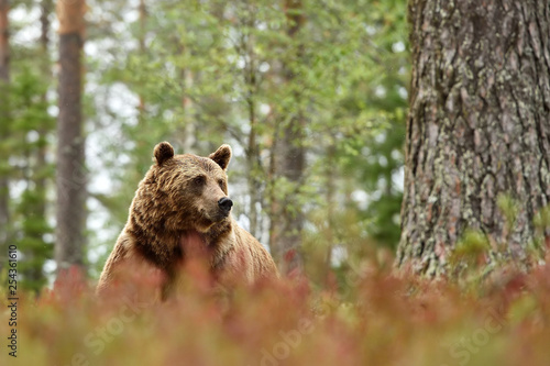 male brown bear in the autumn forest