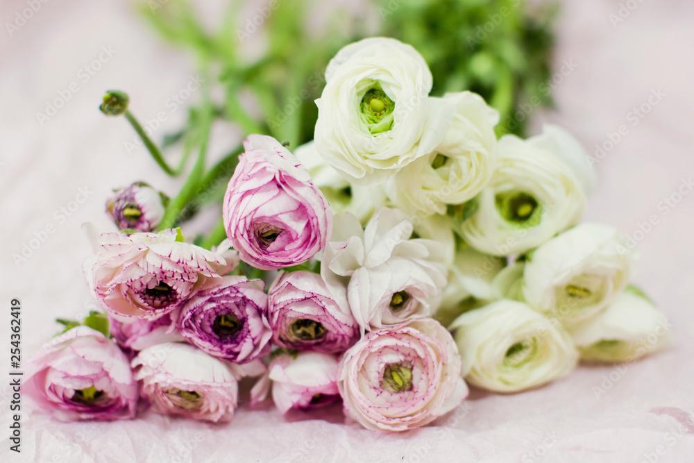 white and pink ranunculus