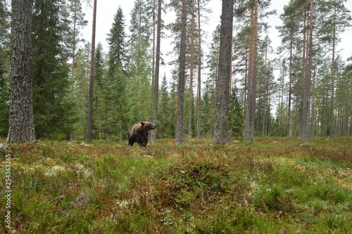 Brown bear in forest landscape. Wide-angle view of brown bear in forest. © Erik Mandre