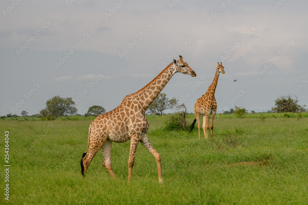 Obraz premium Wild giraffes in african savannah. Tanzania. National park Serengeti