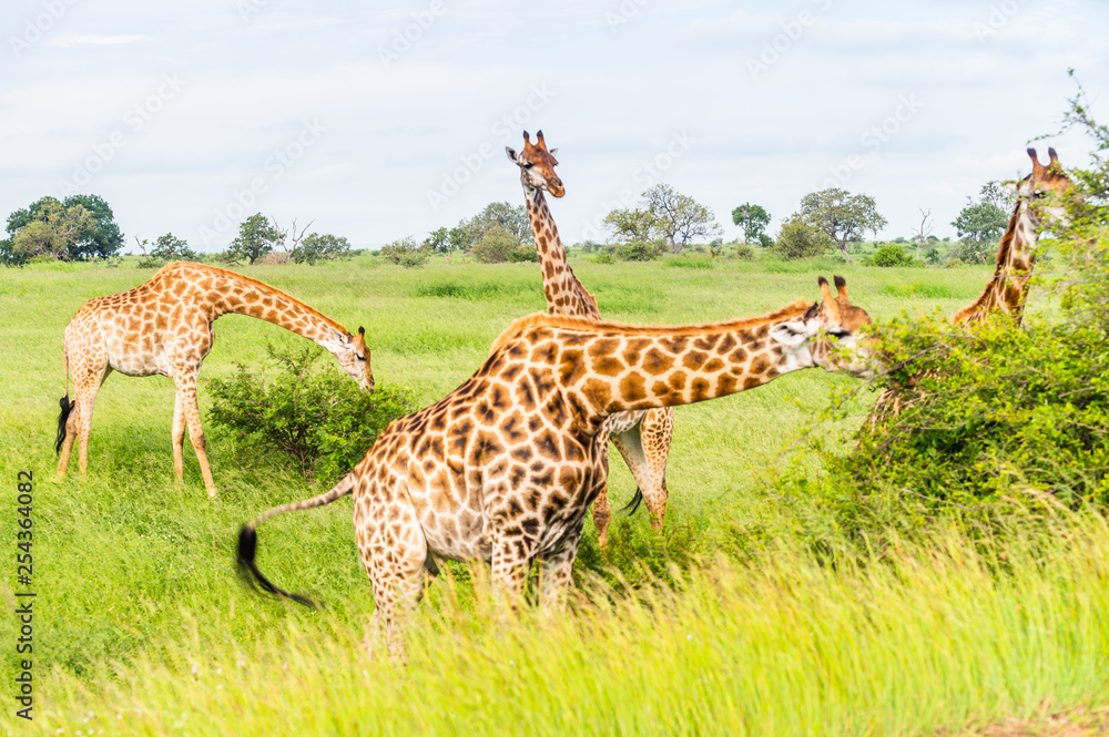 Fototapeta premium Wild giraffes in african savannah. Tanzania. National park Serengeti
