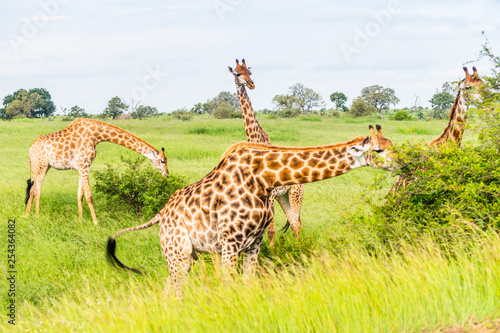 Wild giraffes in african savannah. Tanzania. National park Serengeti