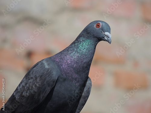 Pigeon