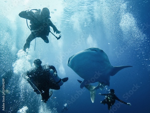Giant whaleshark with divers © Sved Oliver