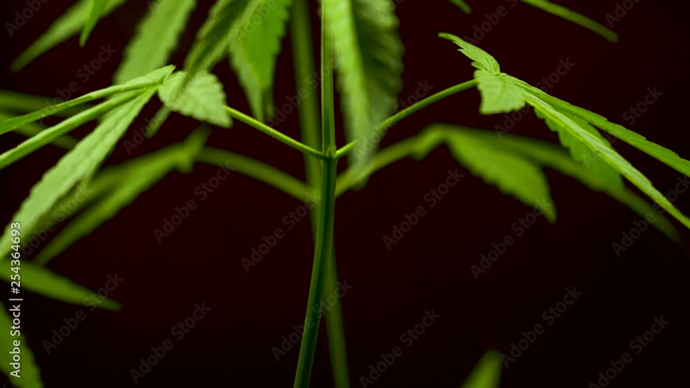 cannabis on a Black background cannabis on a Black background