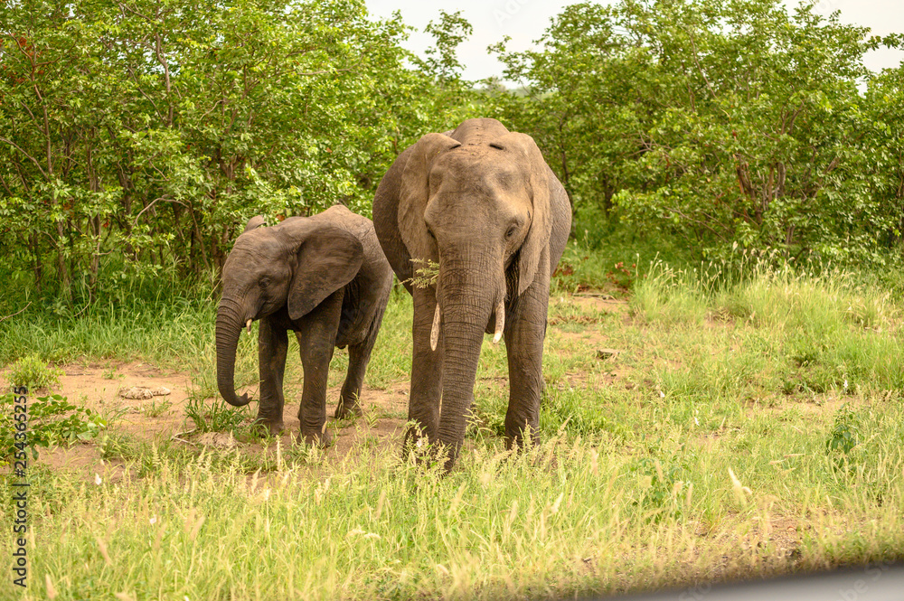 Wild african elephant close up, Botswana, Africa Wild african elephant close up, Botswana, Africa