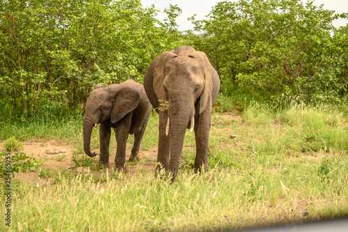 Wild african elephant close up  Botswana  Africa