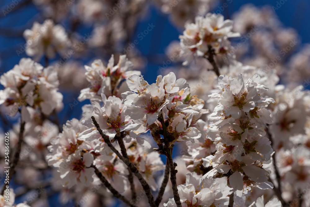 almond flowers blue sky spring season buds bees almond flowers blue sky spring season buds bees