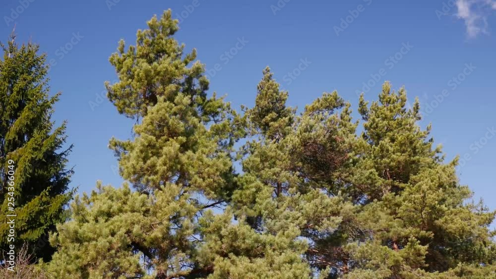 Strong spring wind blows the pine trees, perfect blue sky on the background. Strong spring wind blows the pine trees, perfect blue sky on the background.