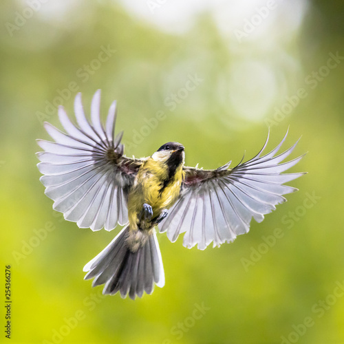Bird in flight on green garden background instagram format