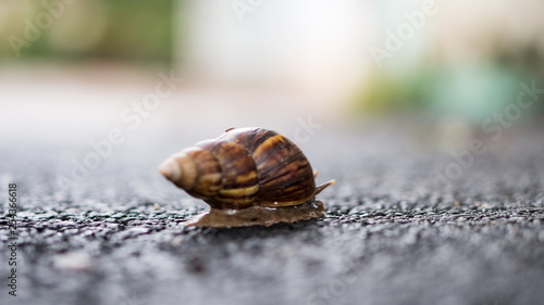 The snail's rear view is on a blurred background.