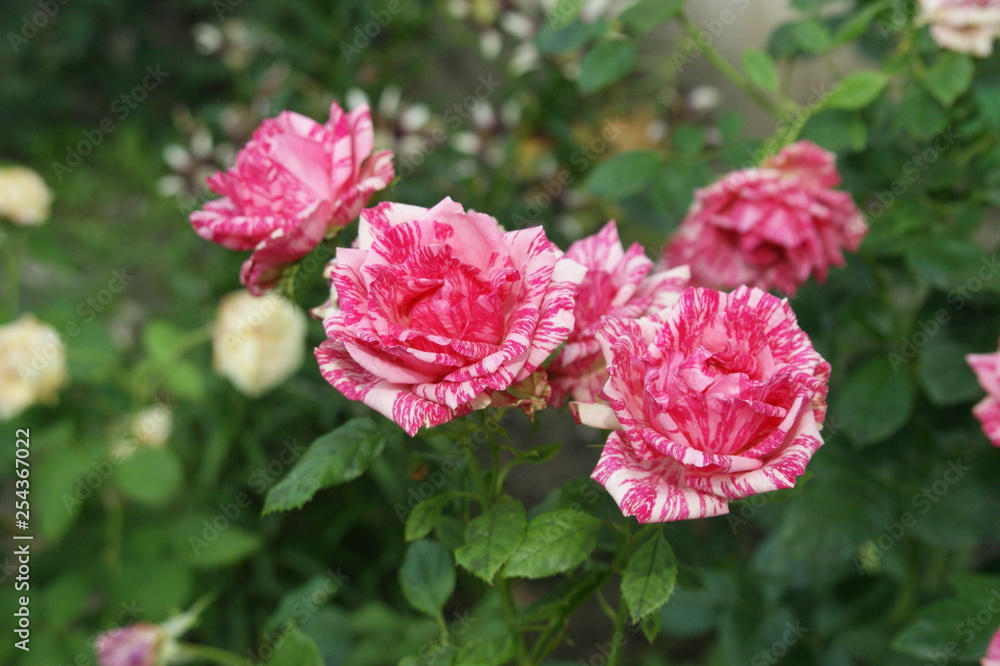 Fototapeta premium Red flowers in the garden