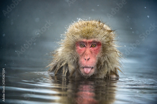 The Japanese macaque at Jigokudani hotsprings. Japanese macaque,Scientific name: Macaca fuscata, also known as the snow monkey.