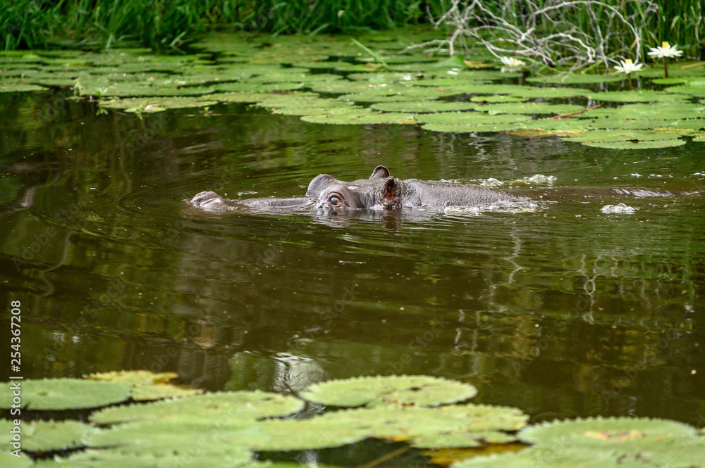 Nearly submerged hippotomus in blue water yawns wide open, showing all its teeth, facing mostly towards the camera, Ngorongoro Conservation Area, Tanzania Nearly submerged hippotomus in blue water yawns wide open, showing all its teeth, facing mostly towards the camera, Ngorongoro Conservation Area, Tanzania