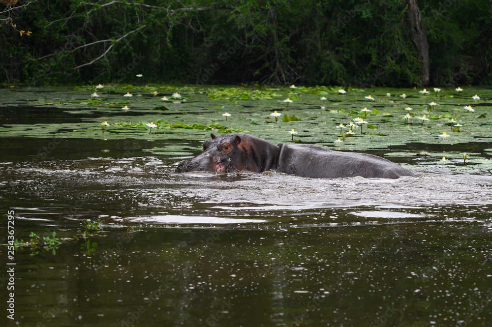 Fototapeta premium Nearly submerged hippotomus in blue water yawns wide open, showing all its teeth, facing mostly towards the camera, Ngorongoro Conservation Area, Tanzania