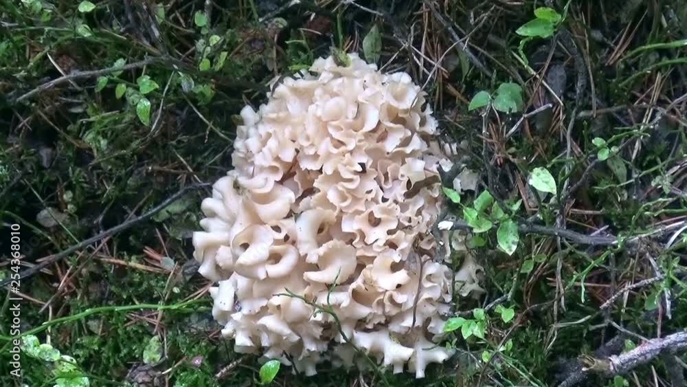 Sparassis crépu, champignon comestible de nos forêt Sparassis crépu, champignon comestible de nos forêt