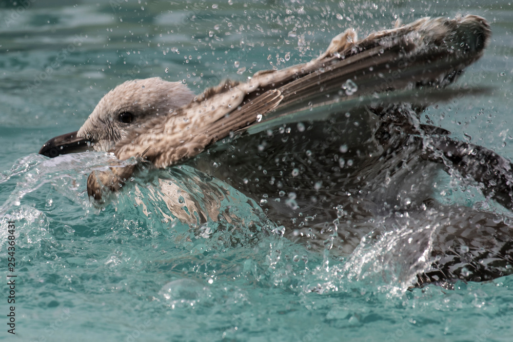 Obraz premium Gefiederpflege durch ein Bad bei einer juvenilen Silbermöwe in der Seitenansicht
