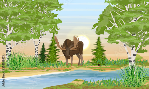Elk male with big horns bent over the river. River bank with grass, trees and birch trees. Sunset or sunrise in summer. Wildlife of Russia, Europe, USA and Canada. Realistic Vector Landscape