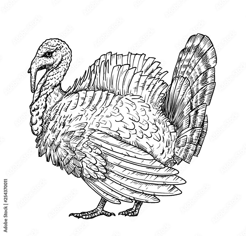 How to Draw a Turkey  YouTube