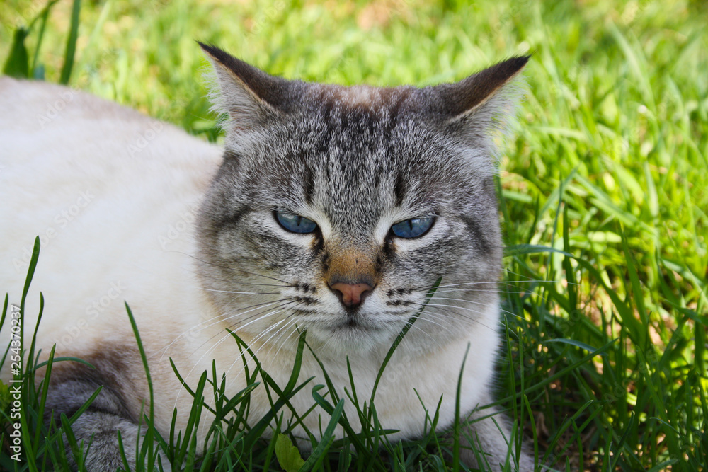 portrait of  Siberian Neva Masquerade cat sitting in grass