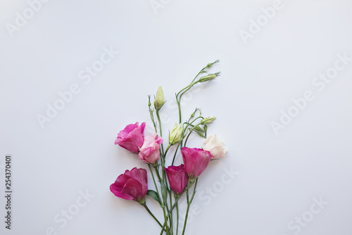 pink eustomas on a white background