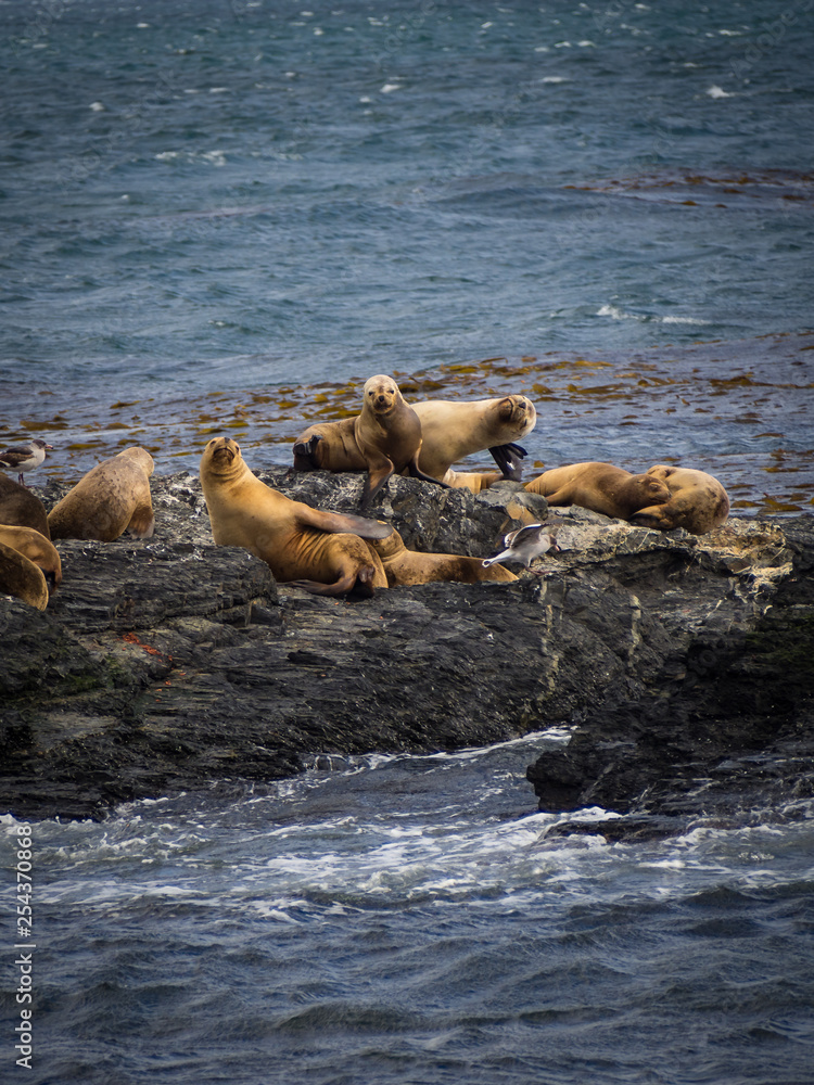 Fototapeta premium group of seals and sea lions, Beagle Channel, Ushuaia, Argentina