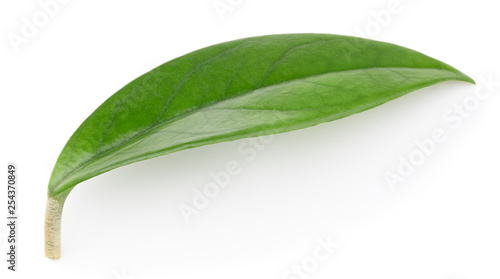 Mango leaves isolated on white
