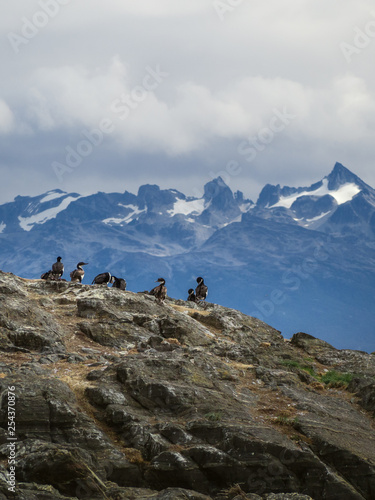 Imperial cormorant in one island of the Beagle Channel in front Ushuaia © Erlantz