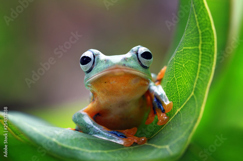 Javan tree frog on leaves, flying frog on green leaves, tree frog on leaves