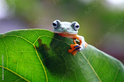 Javan tree frog on leaves, flying frog on green leaves, tree frog on leaves