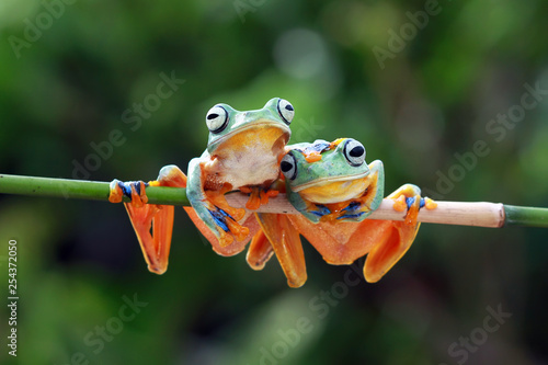 Valokuvatapetti Javan tree frog on sitting on branch, flying frog on branch, tree frog on branch