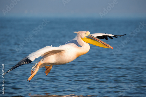 Ein freigestellter Rosapelikan fliegend über dem Kerkinni See vor blauem Wasser