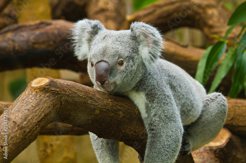Photography Koala (Phascolarctos cinereus)