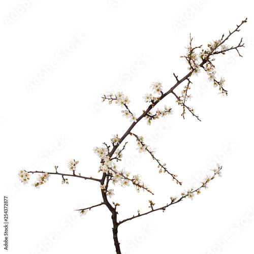 Prunus spinosa, blackthorn aka sloe blossom in springtime, isolated on white background. Delicate white flowers, studio shot.