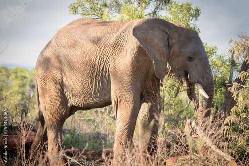 Mighty Tuskers - Elephants of Nambiti