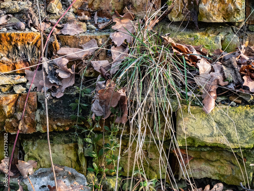 Photo of old ruined brick wall texture overgrown with plants