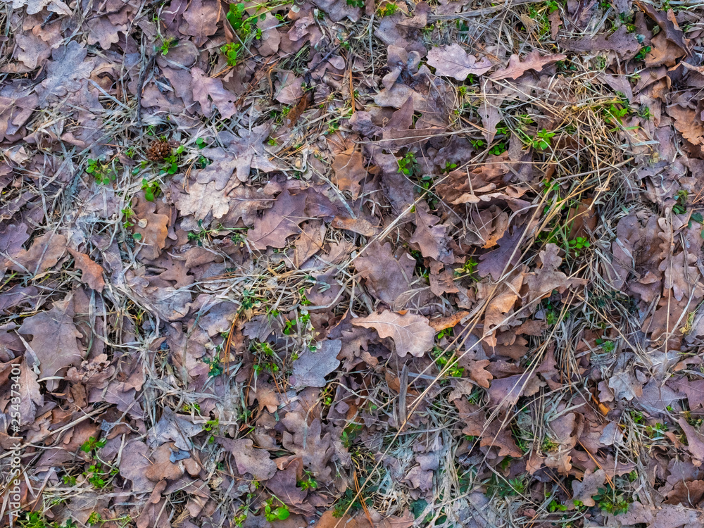 Colorful autumn fallen leaves on brown forest soil background texture