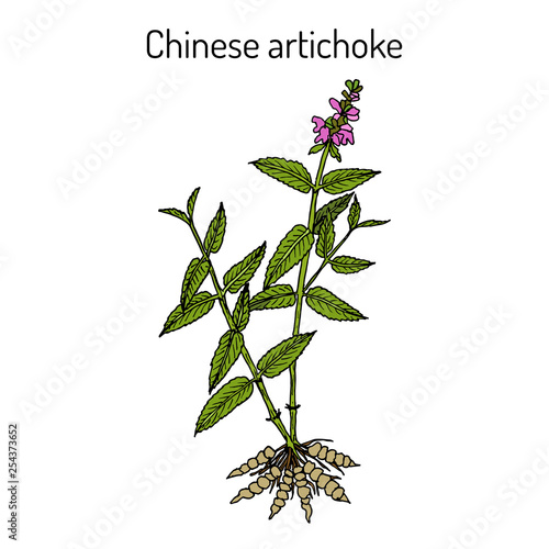 Chinese artichoke stachys sieboldii , eatable and medicinal plant