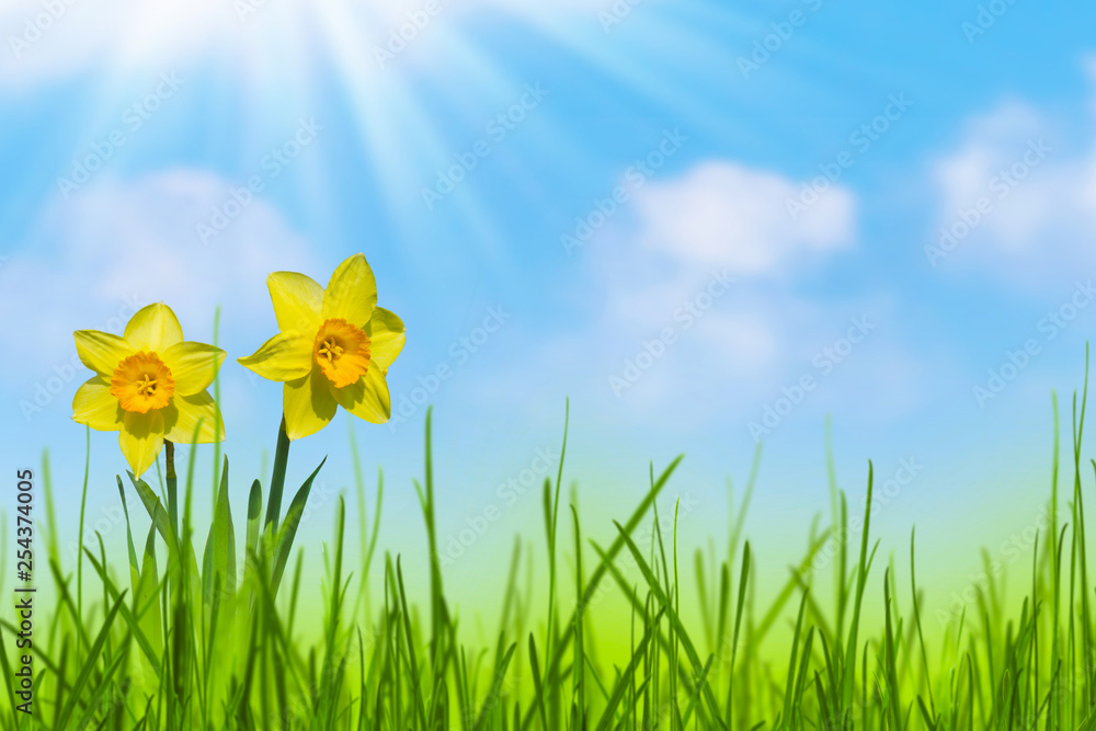 sunshine on blooming daffodils