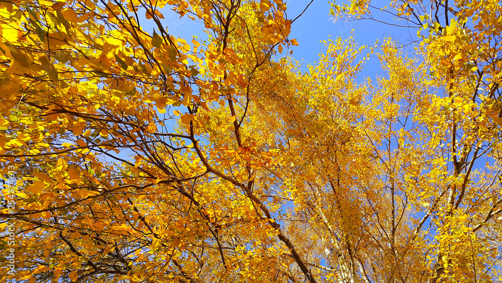 Branches of autumn birch tree with bright yellow foliage Branches of autumn birch tree with bright yellow foliage
