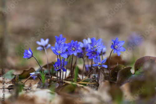 Liverwort (Hepatica nobilis) flowers on a forest floor on sunny afternoon. Spring blue flowers (Hepatica nobilis) in the forest. Blue flowers of Hepatica Nobilis close-up.