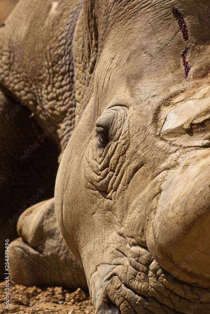 Fototapeta premium Verletztes Breitmaulnashorn (Ceratotherium simum)