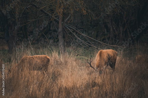  Beautiful deer in the natural park of salburua, vitoria, alava, basque coutry, spain