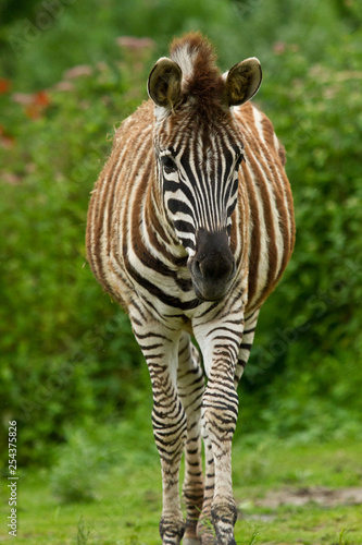 Steppenzebra  Equus quagga 