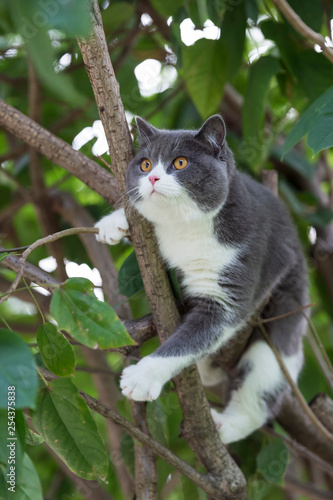 Cute British short-haired cat lying on a tree © chendongshan