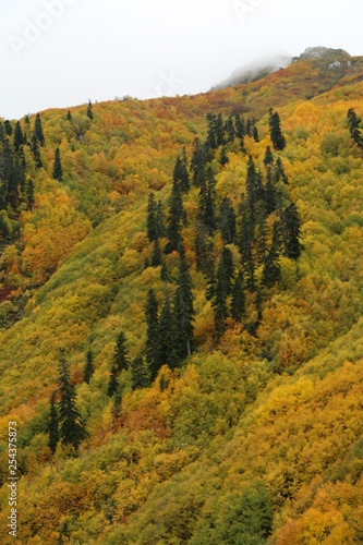 Colorful Trees in Autumn Season.savsat/artvin 