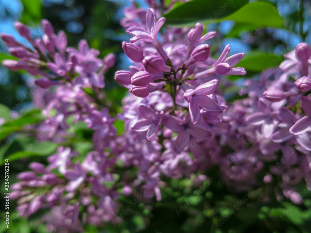 Soft blurred macro focus of pink lilac Syringa microphylla flowers on blurred bush. Spring bloom on a sunny day. Nature concept for design Soft blurred macro focus of pink lilac Syringa microphylla flowers on blurred bush. Spring bloom on a sunny day. Nature concept for design
