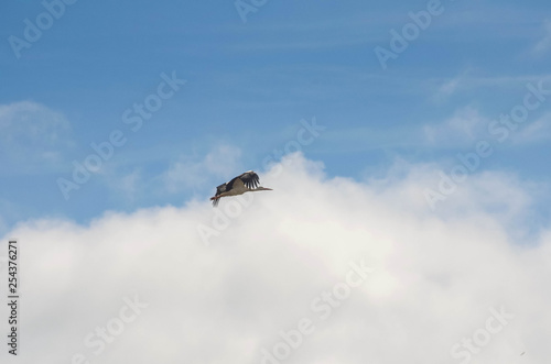 Stork flying in a blue sky. Animal